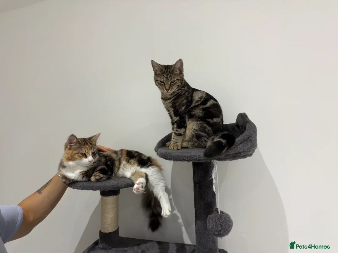 Mixed Breed cats for sale: 2 female cats - Advert 1