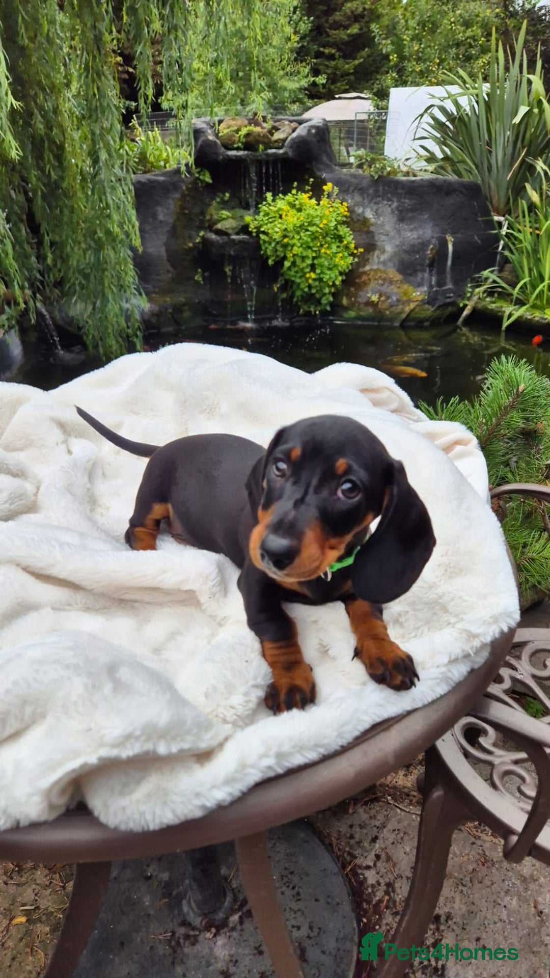 Miniature Dachshund dogs for sale: Ready Now Full Pedigree KC Reg Mini Dachshunds - Image 5