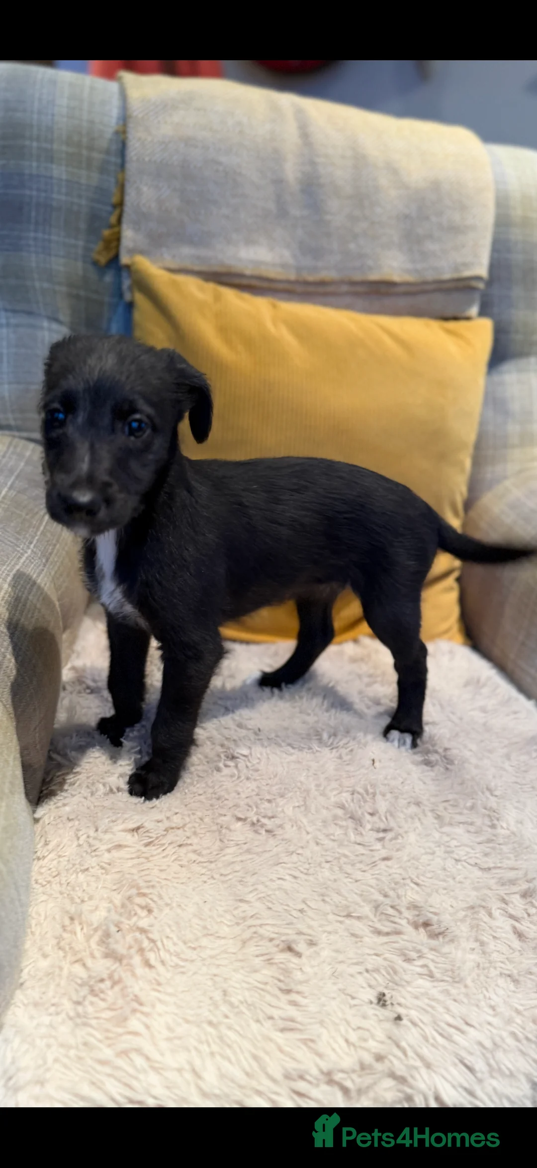 Mixed Breed dogs for sale: Bedlington/Whippet/Lurcher puppies - Advert 2
