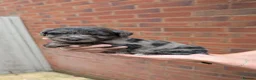 Mixed Breed dogs for sale: Merle Border Collie cross Golden Retriever puppies - Advert 22