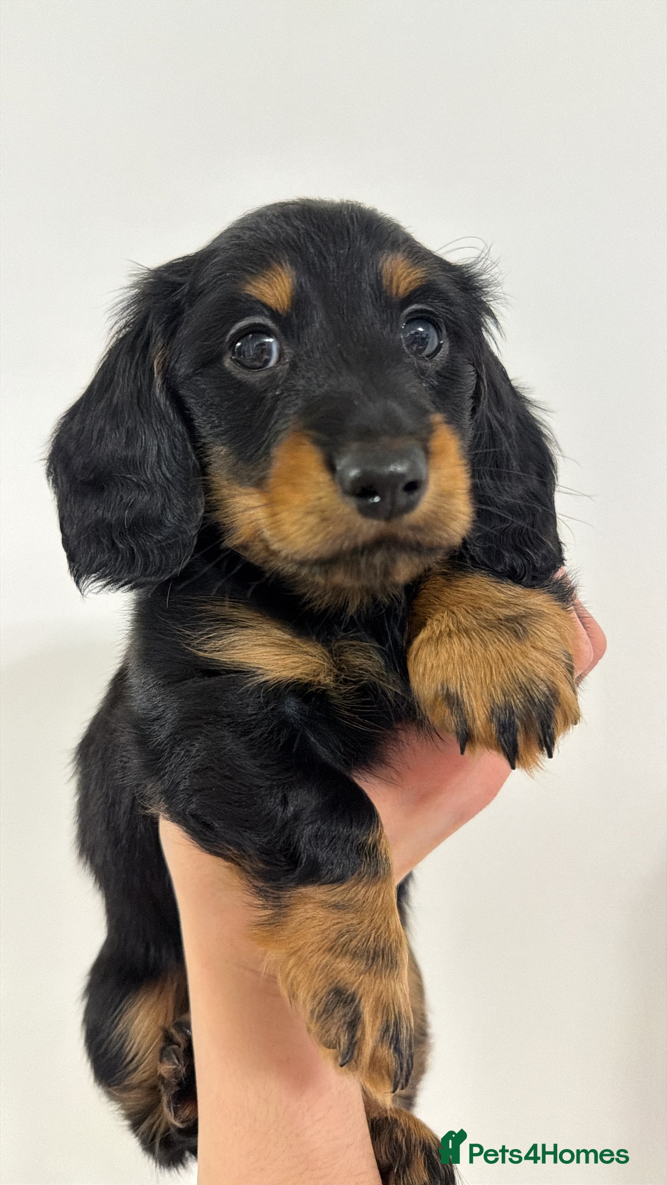 Miniature Dachshund dogs Exceptional miniature longhaired dachshunds  - Advert 17
