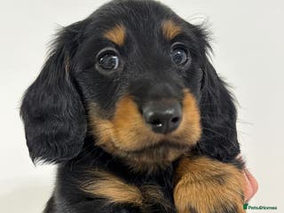 Miniature Dachshund dogs Exceptional miniature longhaired dachshunds - Advert 3