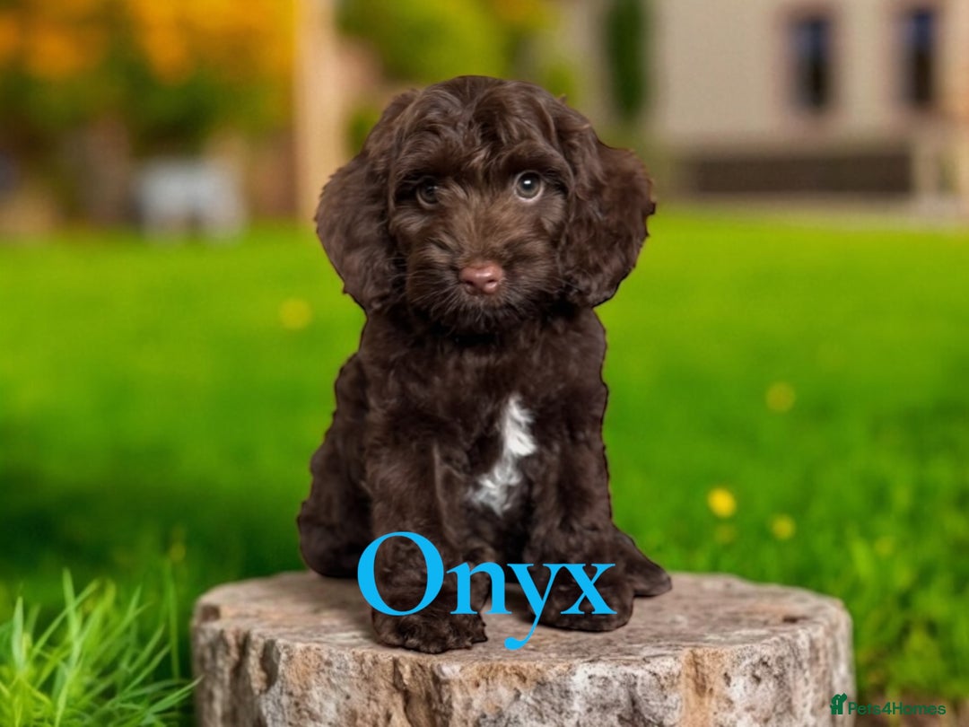 Cockapoo dogs for sale: ⭐️REDUCED⭐️ chocolate tri colour DNA clear F1 - Image 8