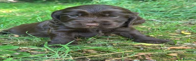 Cocker Spaniel 3