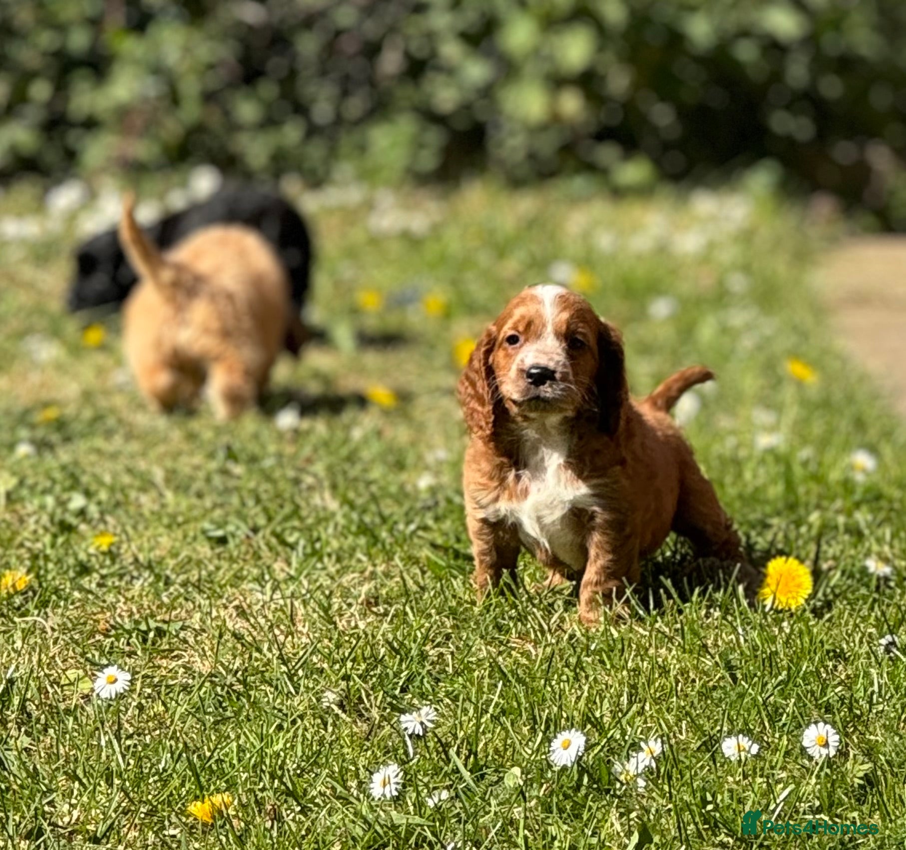 Cockapoo dogs Stunning cockapoos🐶🩷 - Advert 4