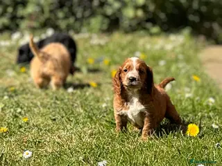 Cockapoo dogs Stunning cockapoos🐶🩷 - Advert 2