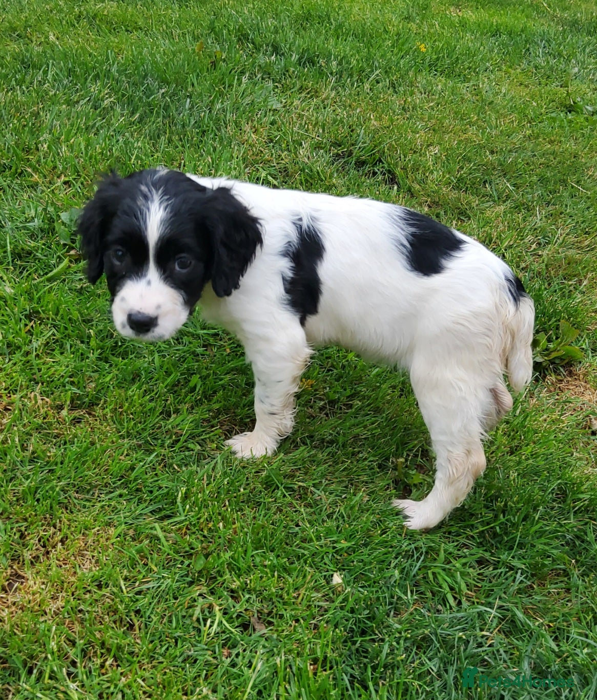 English Springer Spaniel dogs for sale: Photos! 2 Springer Spaniel beautiful pedigree pups - Advert 6