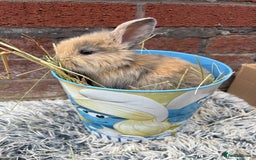 Lionhead rabbits for sale: Lion head female - Image 5