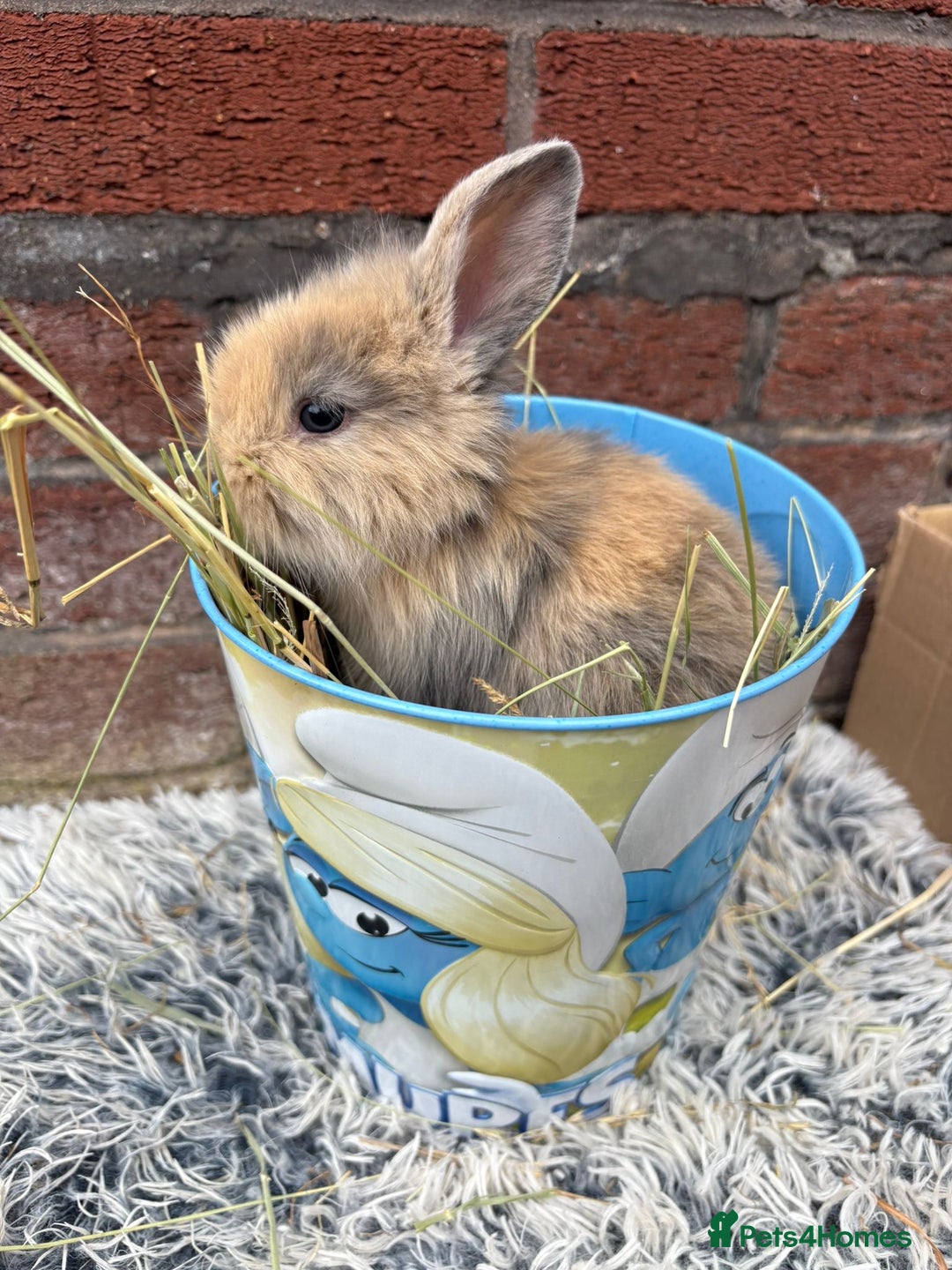 Lionhead rabbits for sale: Lion head female - Image 5