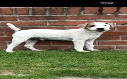 Jack Russell dogs for sale: 6 months old Jack Russell Puppy for Sale  - Image 1