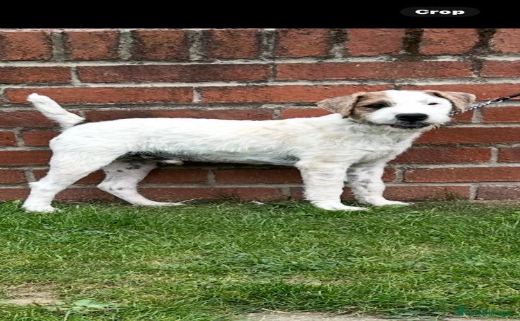Jack Russell dogs - Advert 7