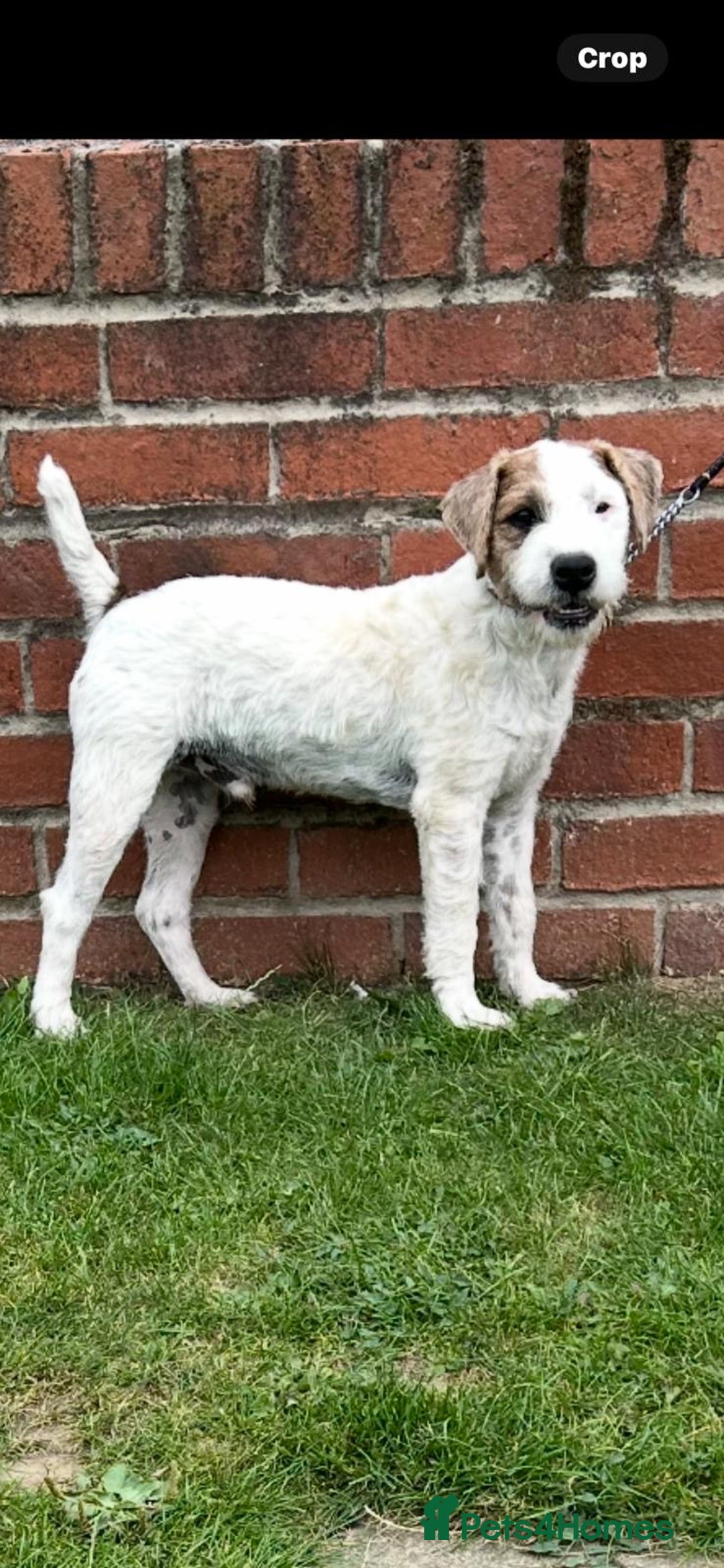 Jack Russell dogs for sale: 6 months old Jack Russell Puppy for Sale  - Image 1