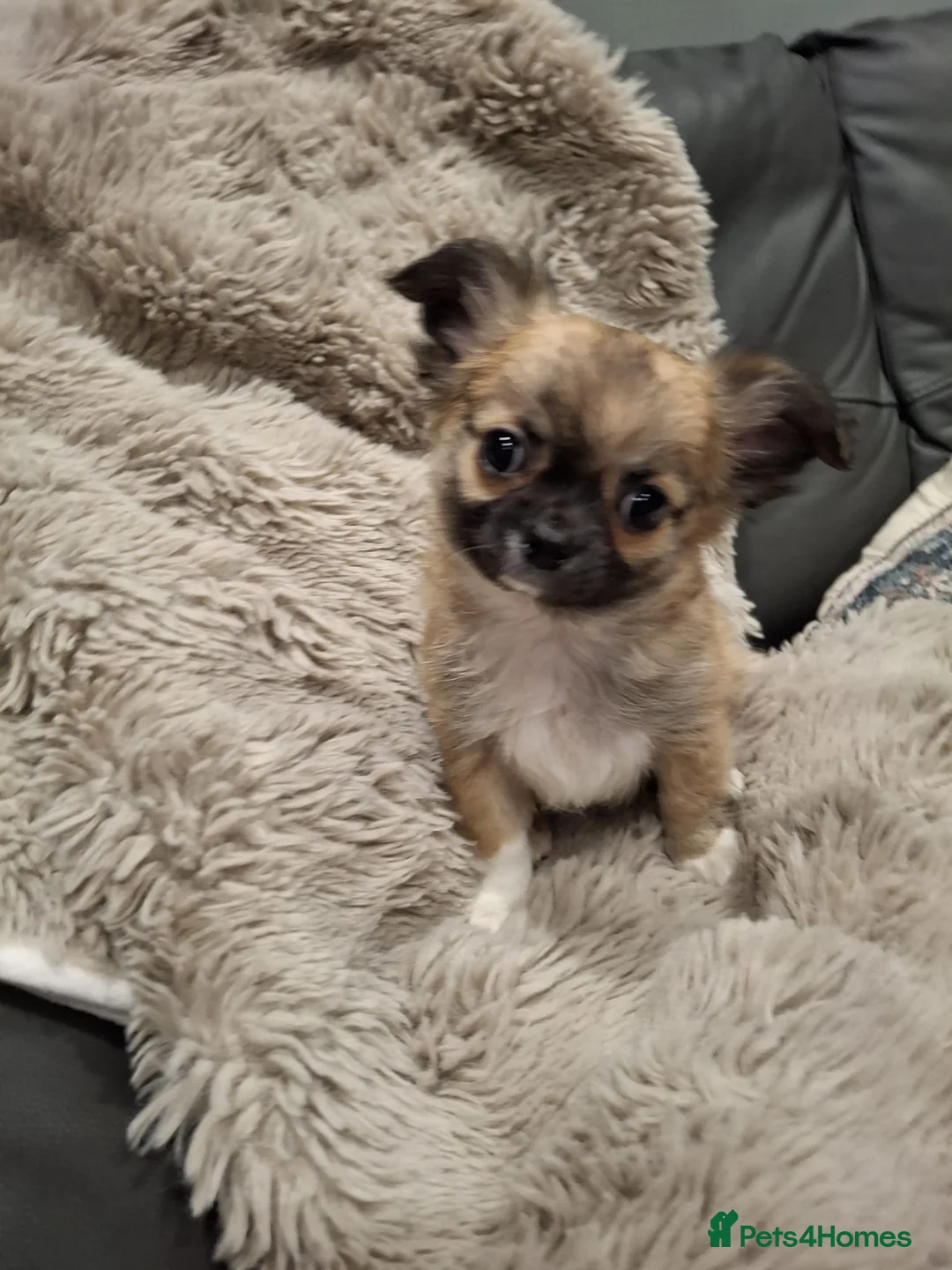 Chihuahua dogs for sale: KC Reg Chihuahua Puppy’s  - Advert 5