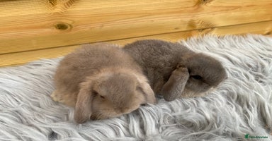 Mini Lop rabbits - Advert 6