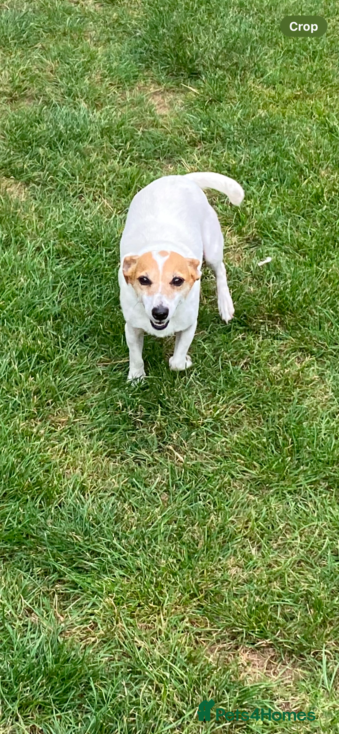 Jack Russell dogs for sale: Gorgeous bundle of Jack Russel puppies  - Image 3