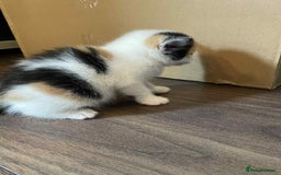 British Shorthair cats for sale: Kittens for sale - Image 9