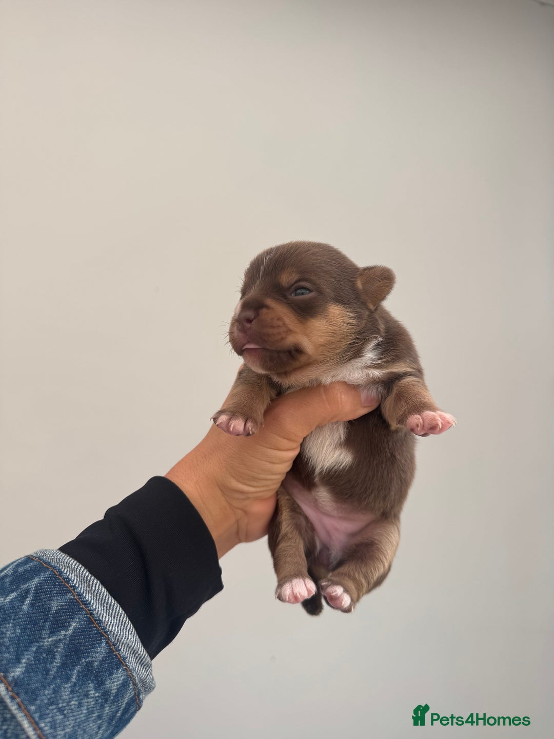 Jack Russell dogs for sale: Jack Russell puppy’s.  - Advert 1