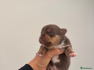 Jack Russell dogs Jack Russell puppy’s. - Advert 6