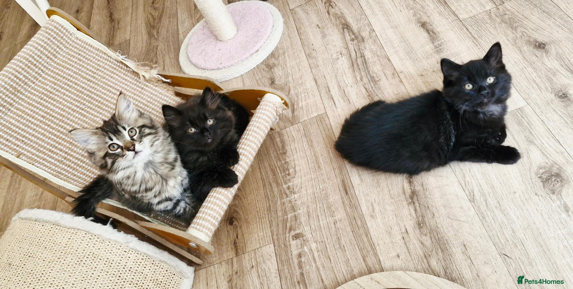 Mixed Breed cats Ragdoll Mix Kittens – Delivery Available - Advert 1