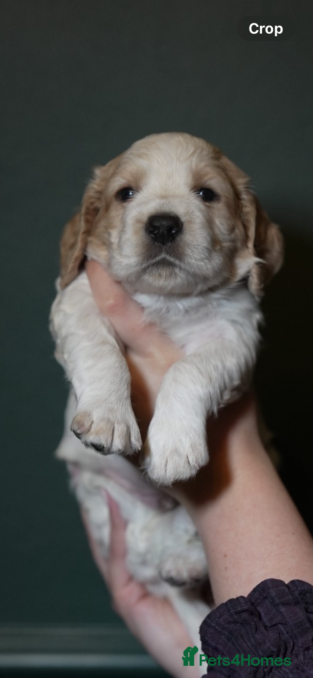 Cocker Spaniel dogs for sale: KC Registered Working Cocker Spaniel Puppies  - Advert 36