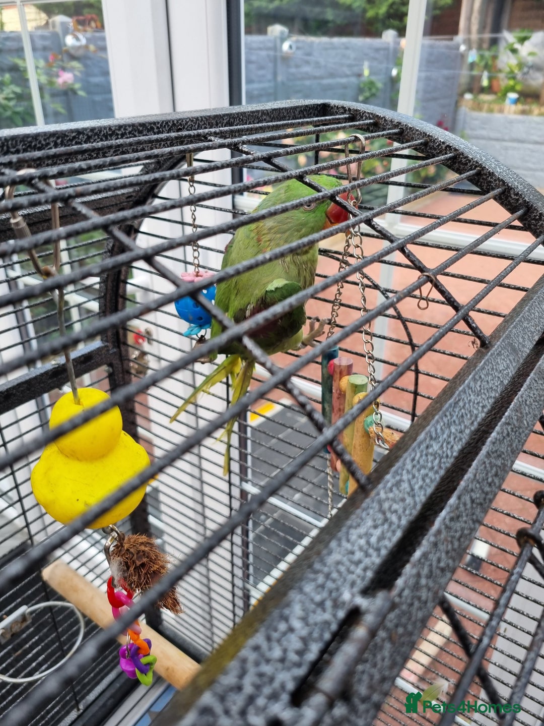 Parrots birds for sale: Alexandrian male parrot 11 months old talking - Image 4