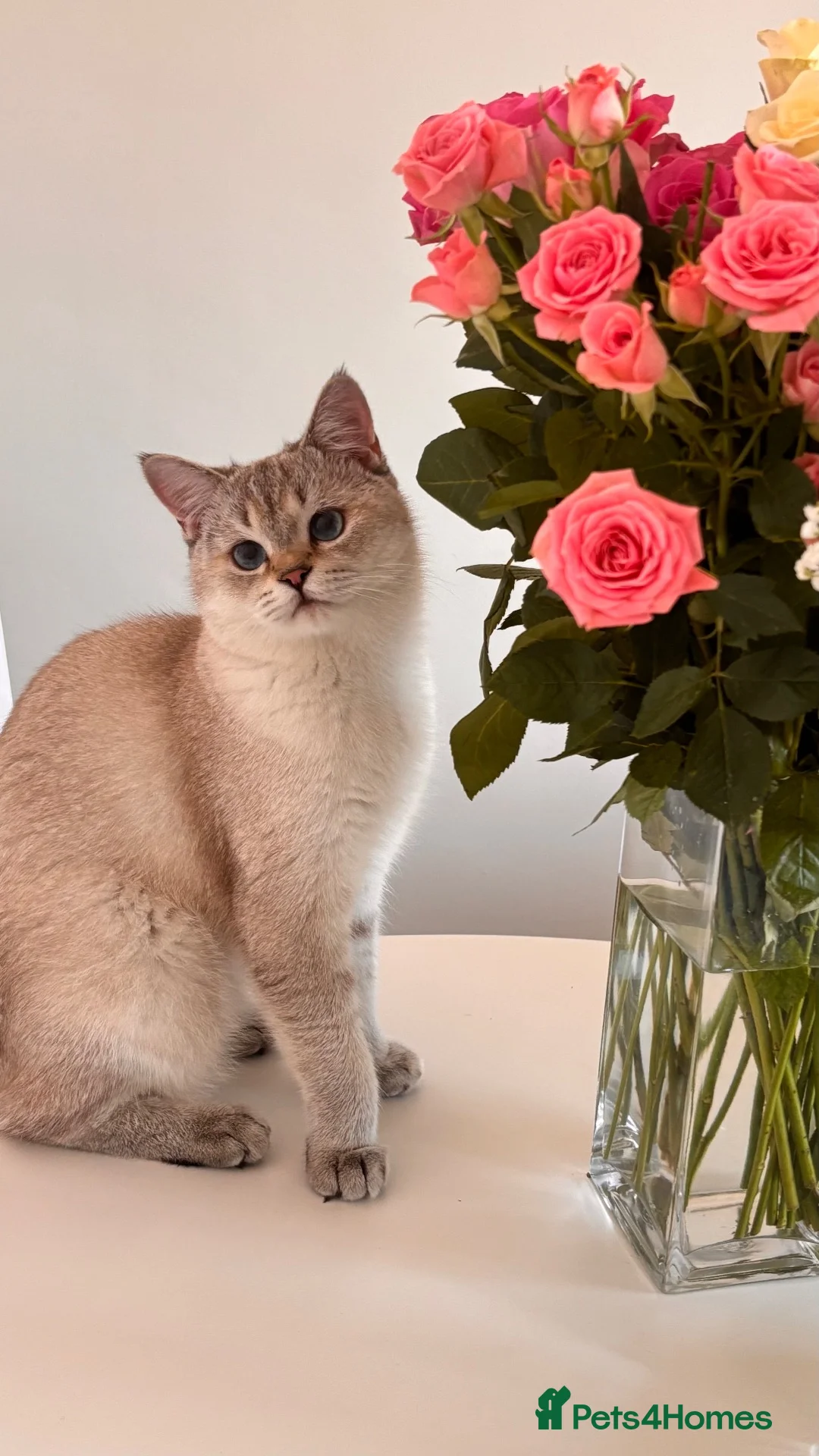 Mixed Breed cats for sale: British Short Hair & Scottish Fold - Advert 2