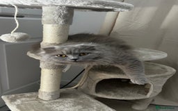 Scottish Fold cats for sale: Female scottish fold  - Image 6