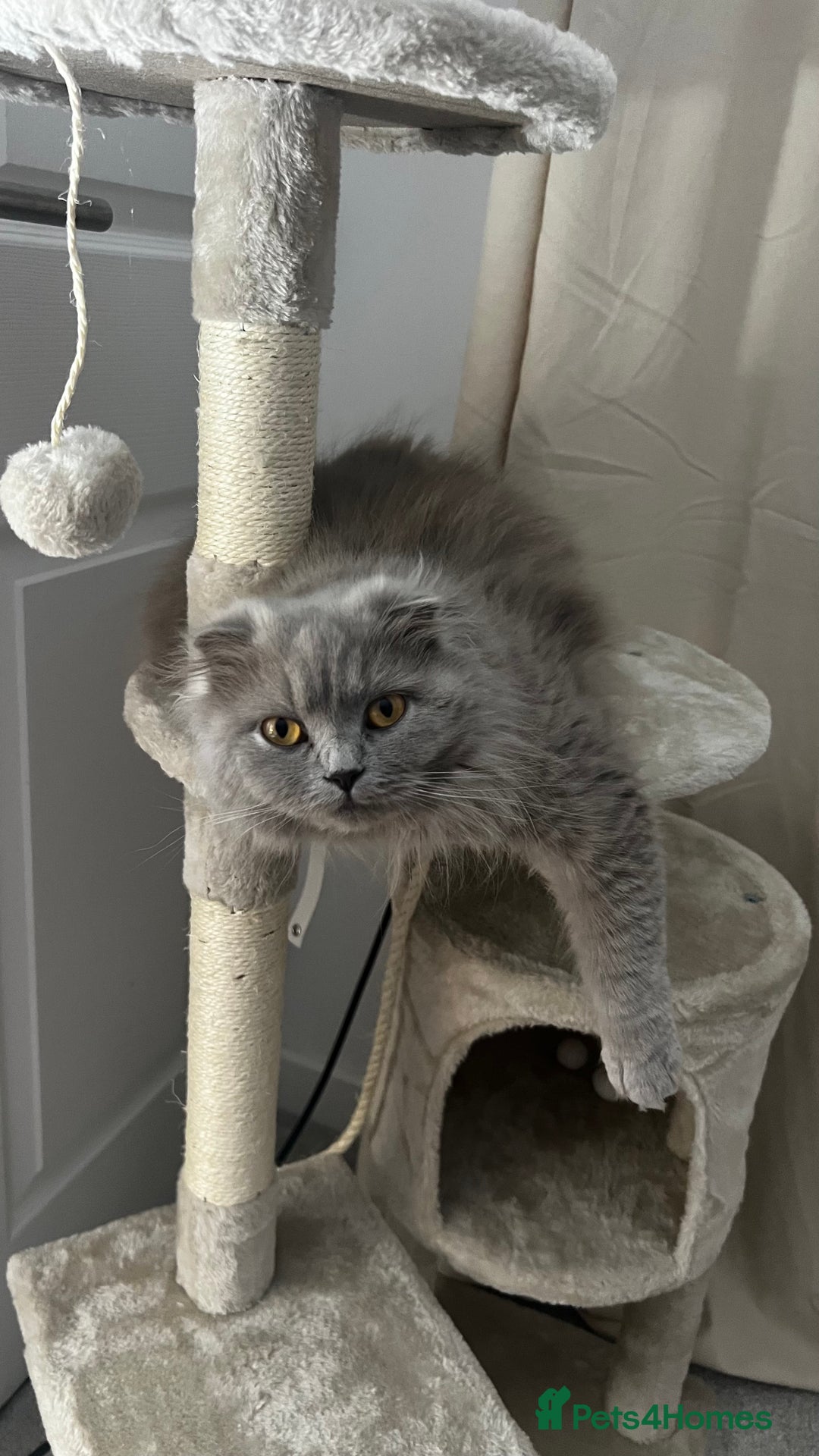 Scottish Fold cats for sale: Female scottish fold  - Image 6