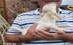 Miniature Dachshund dogs for sale: Cream Longhair Miniature Dachunds Ready Now - Image 1