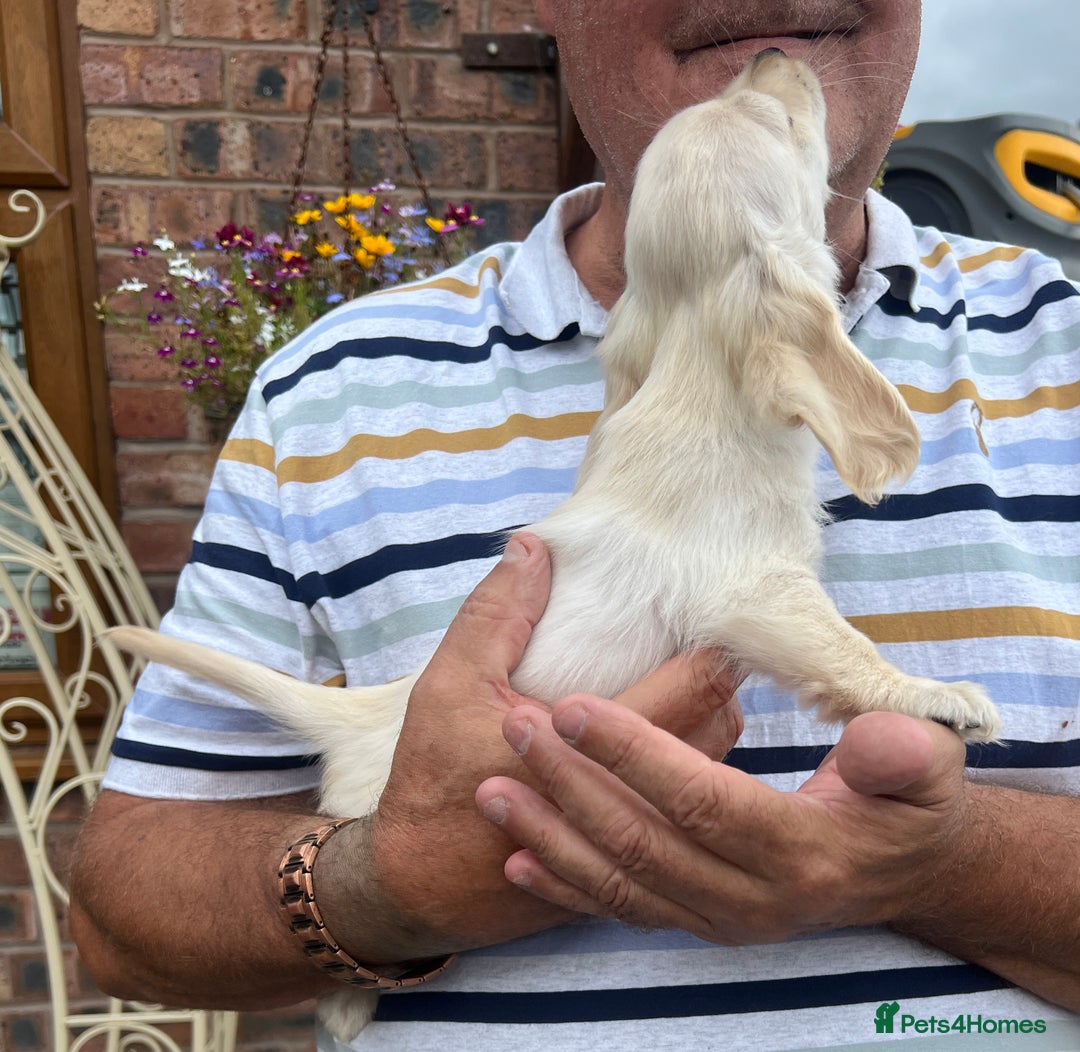 Miniature Dachshund dogs for sale: Cream Longhair Miniature Dachunds Ready Now - Image 1