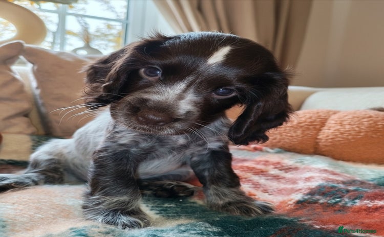 Cocker Spaniel dogs - Advert 12