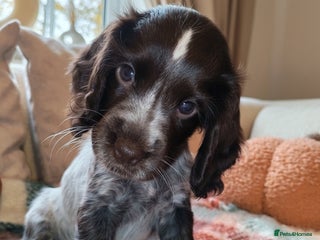 Cocker Spaniel dogs - Advert 22