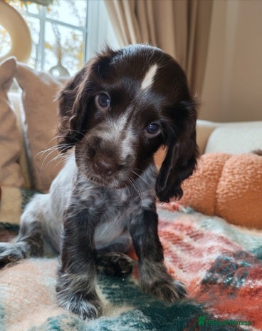 Cocker Spaniel dogs - Advert 12