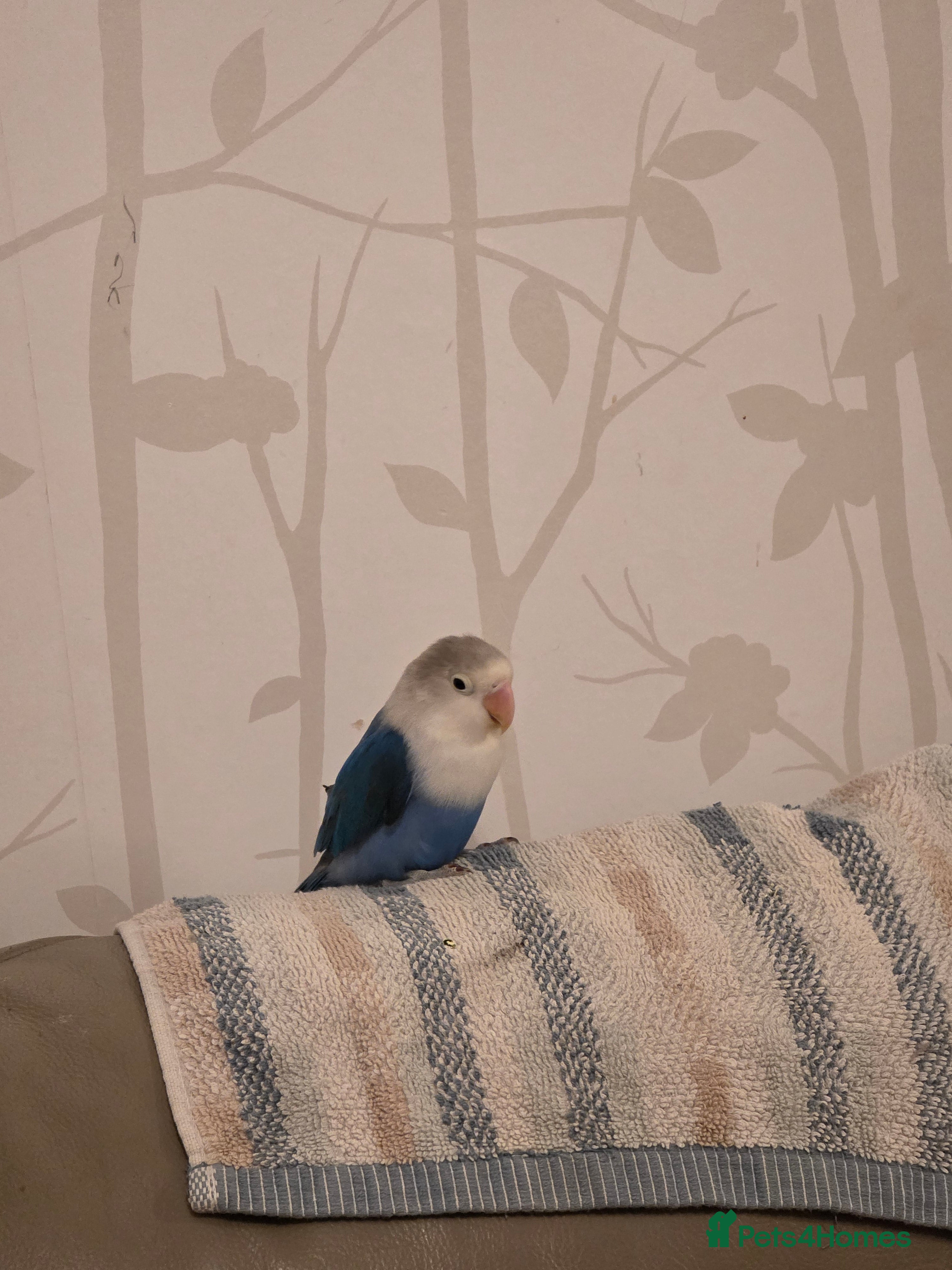 Lovebirds birds Fischer Love bird to sell  - Advert 1