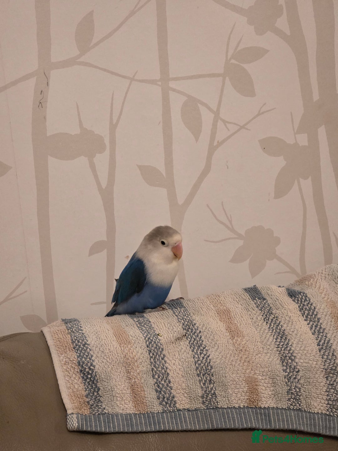 Lovebirds birds for sale: Fischer Love bird to sell  - Advert 2