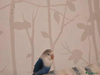 Lovebirds birds Fischer Love bird to sell - Advert 1