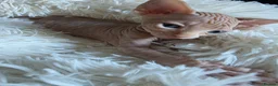 Sphynx cats for sale: Beautiful Canadian Sphynx Kittens Available 💎 - Advert 24