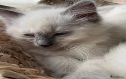 Ragdoll cats for sale: GCCF Ragdoll Kittens - Image 10