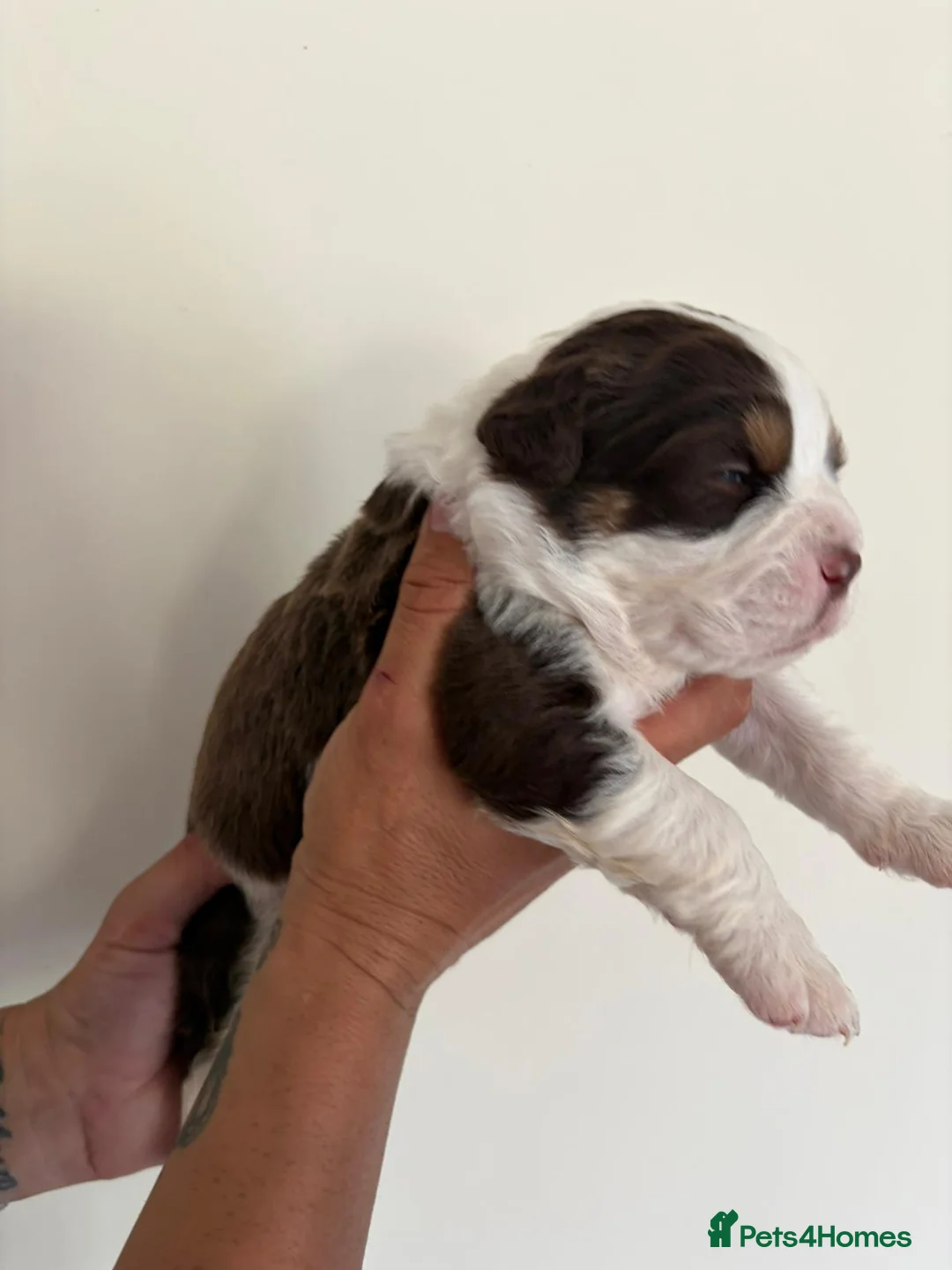 Olde English Bulldogge dogs for sale: Olde English fluffy Bulldogges in Bromsgrove - Advert 2