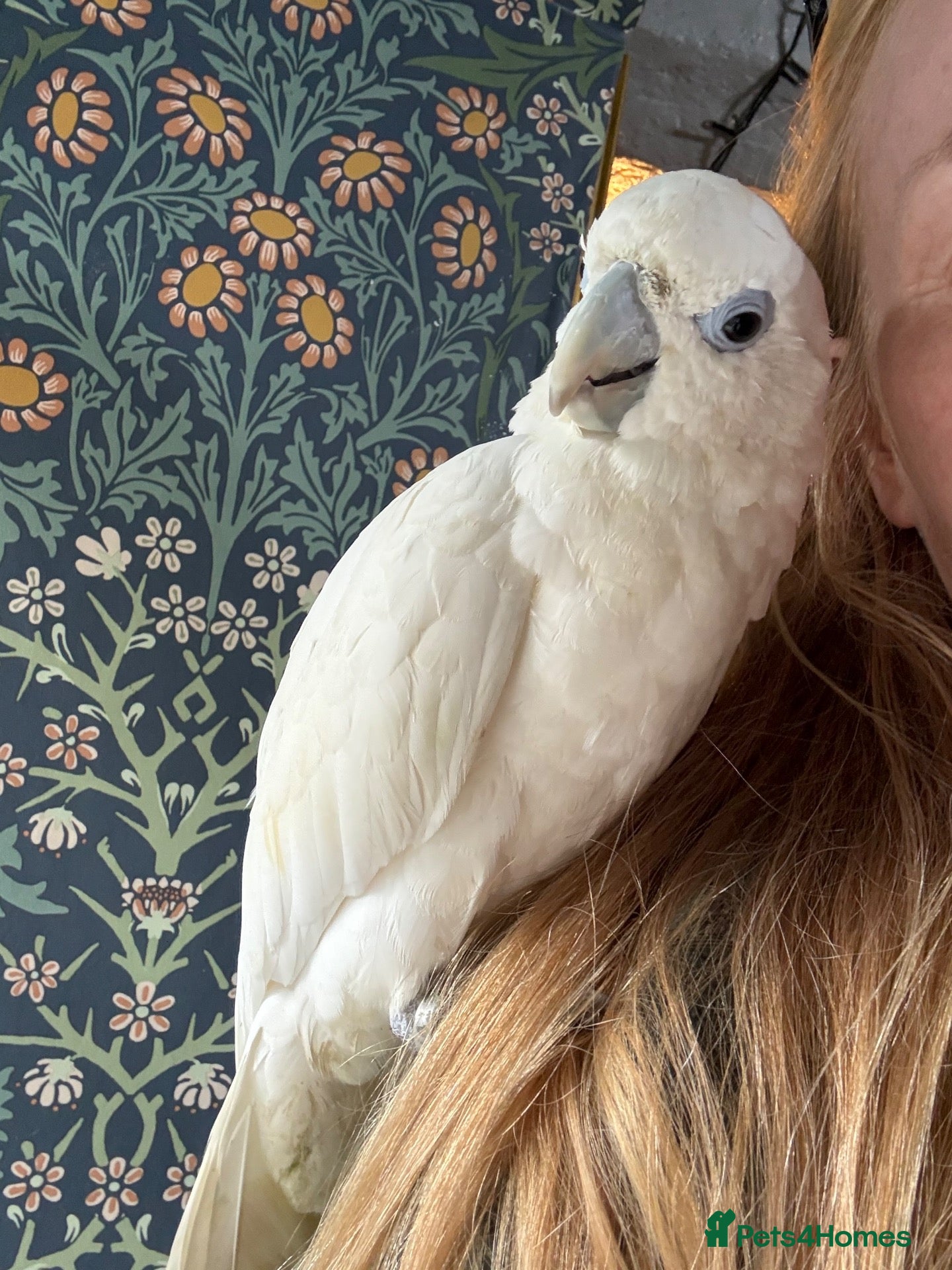 Cockatoo birds for sale: Reduced Female Ducorps cockatoo baby  - Advert 11