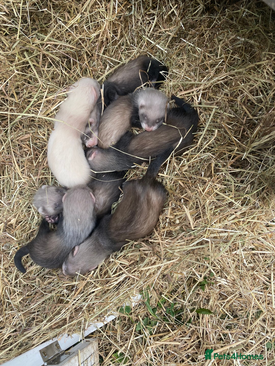 Ferret rodents for sale: Ferret kits  - Image 6