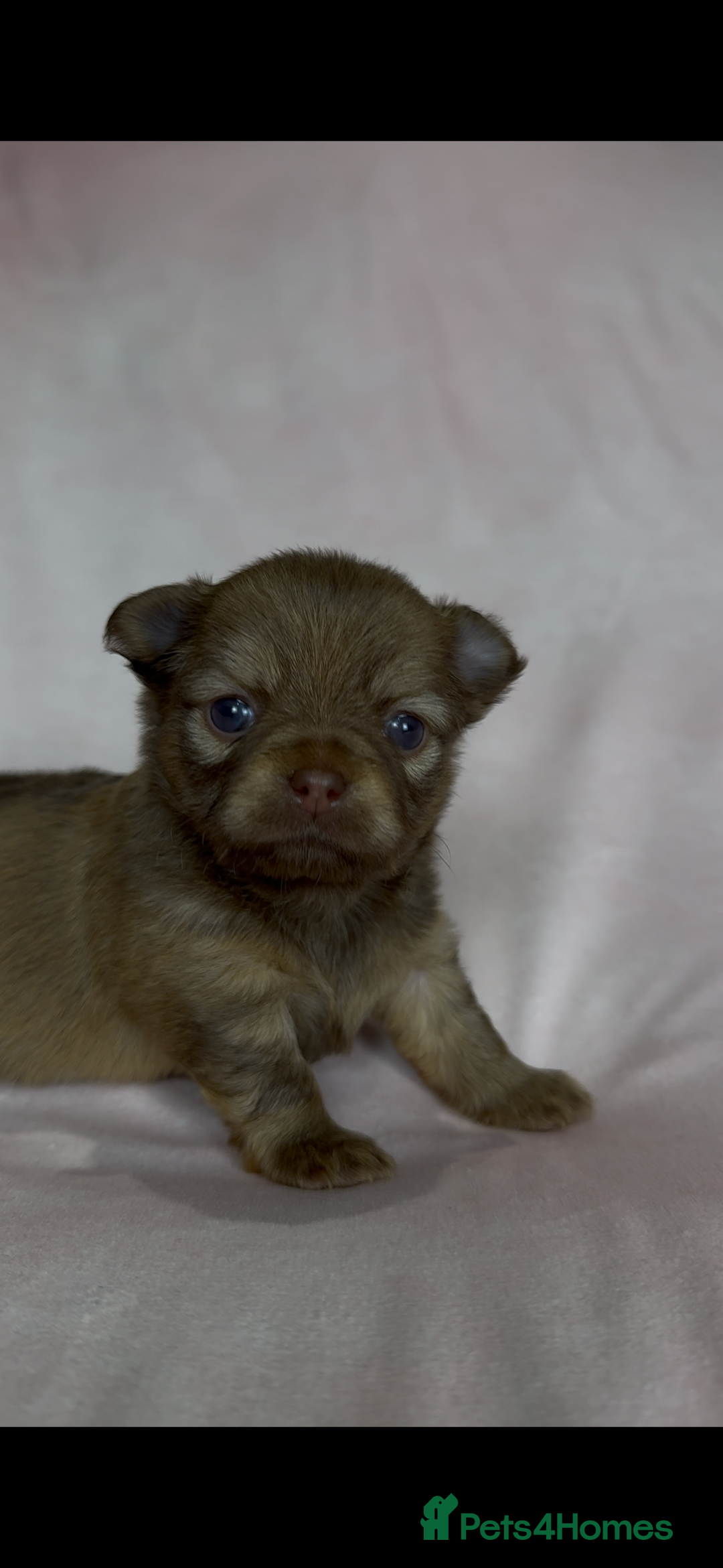 Chihuahua dogs for sale: Chihuahua puppies available on  ** s  - Advert 20