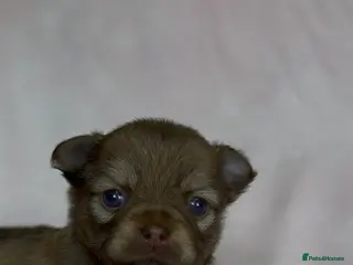 Chihuahua dogs Chihuahua puppies available on <3 day - Advert 12