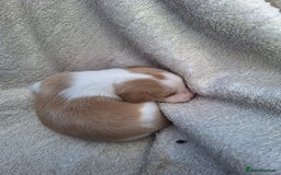 Mixed Breed dogs for sale: Spanish jack Russell (bodeguero) x border collie - Image 27