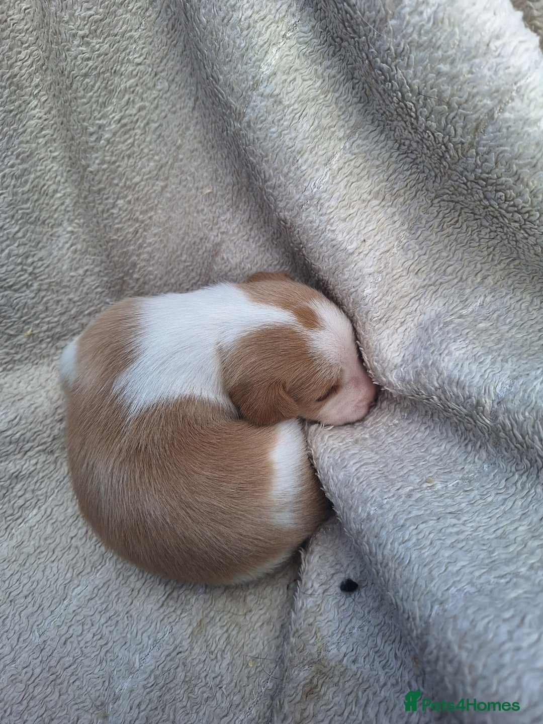 Mixed Breed dogs for sale: Spanish jack Russell (bodeguero) x border collie - Image 27