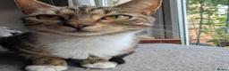 Mixed Breed cats for sale: Daphne's babies - Advert 1