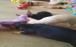 Chihuahua dogs for sale: Lovely chihuahua puppies! - Image 6