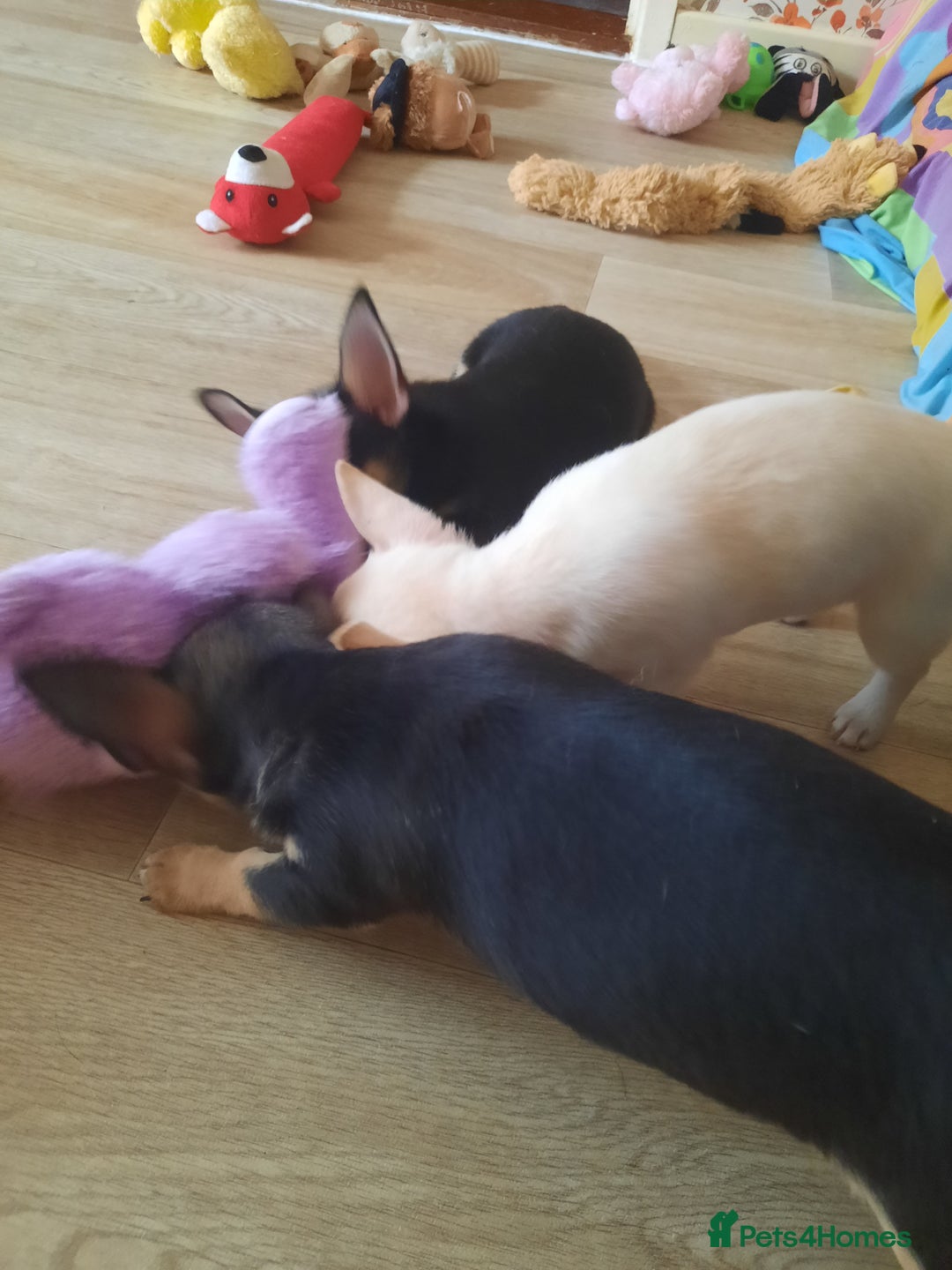Chihuahua dogs for sale: Lovely chihuahua puppies! - Image 6