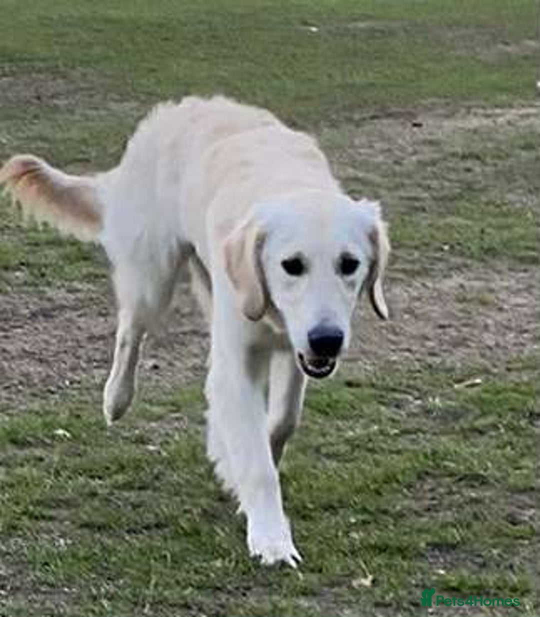 Golden Retriever dogs for sale: Championline puppies in London - Image 8