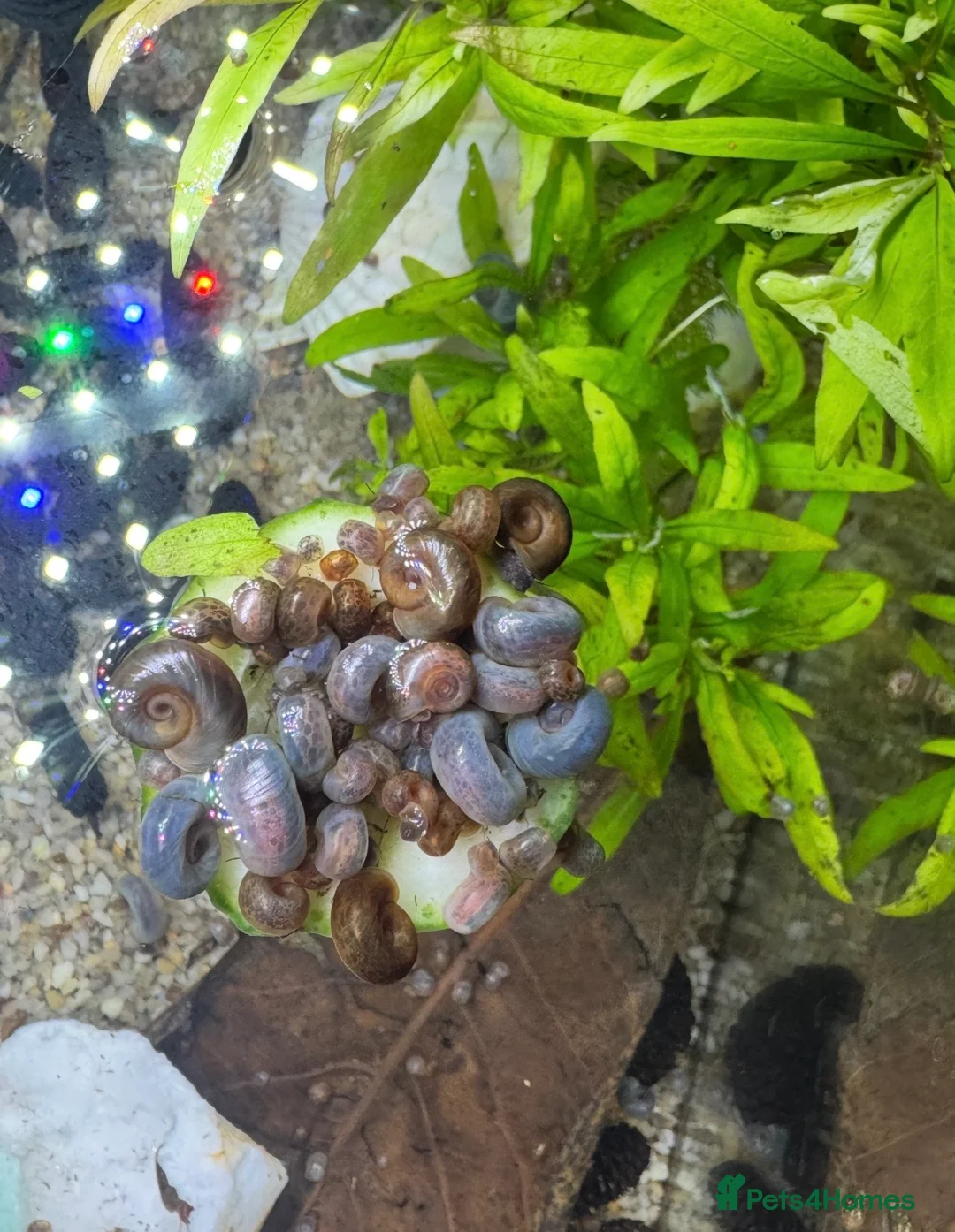 Snails fish for sale: Ramshorn snails - Advert 2